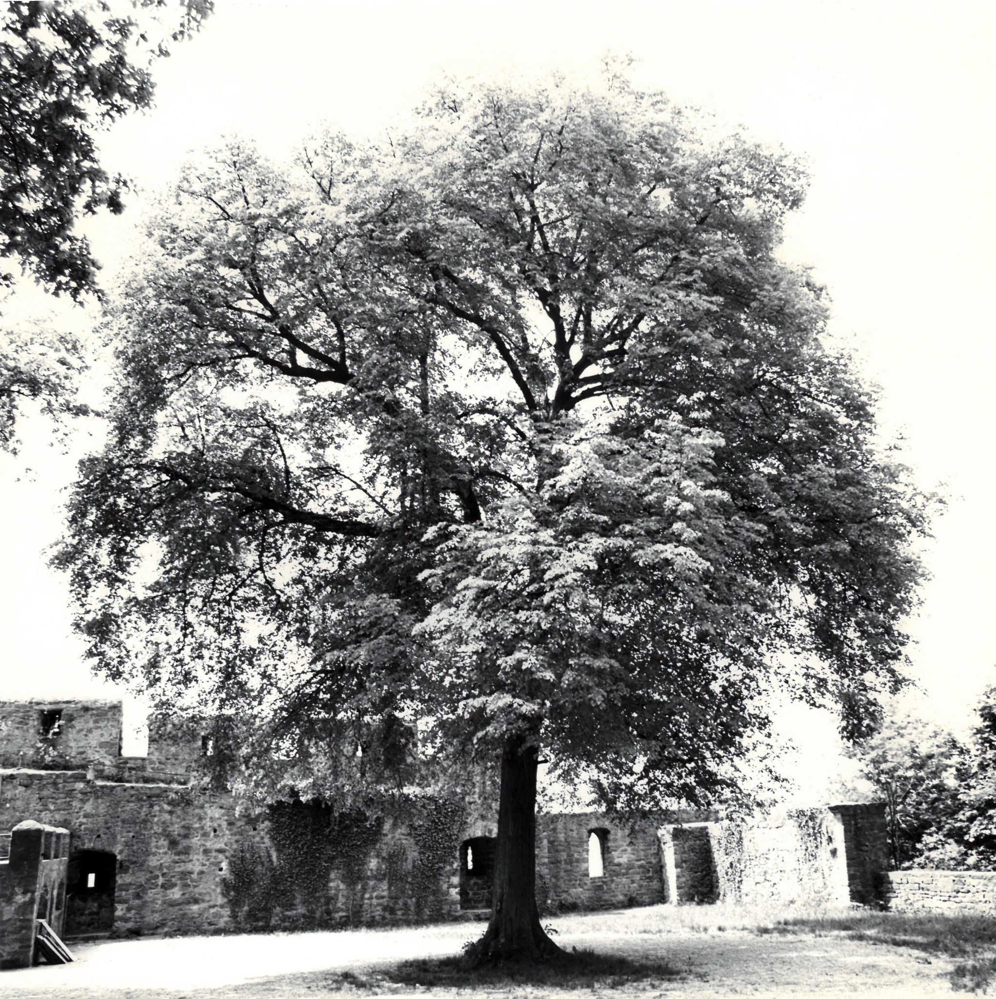 Die Friedenslinde im Burghof