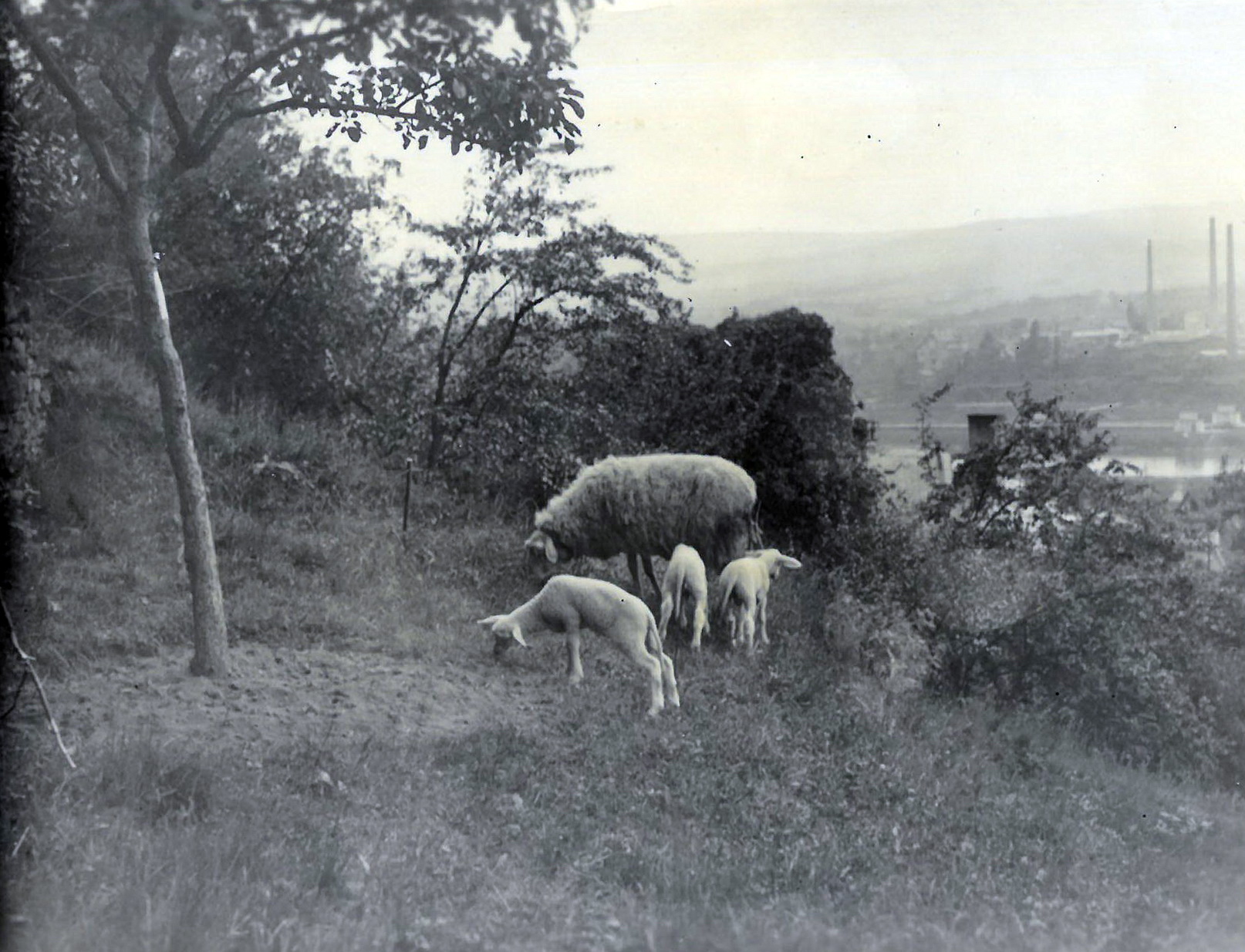 Schafe auf dem Fuchsberg