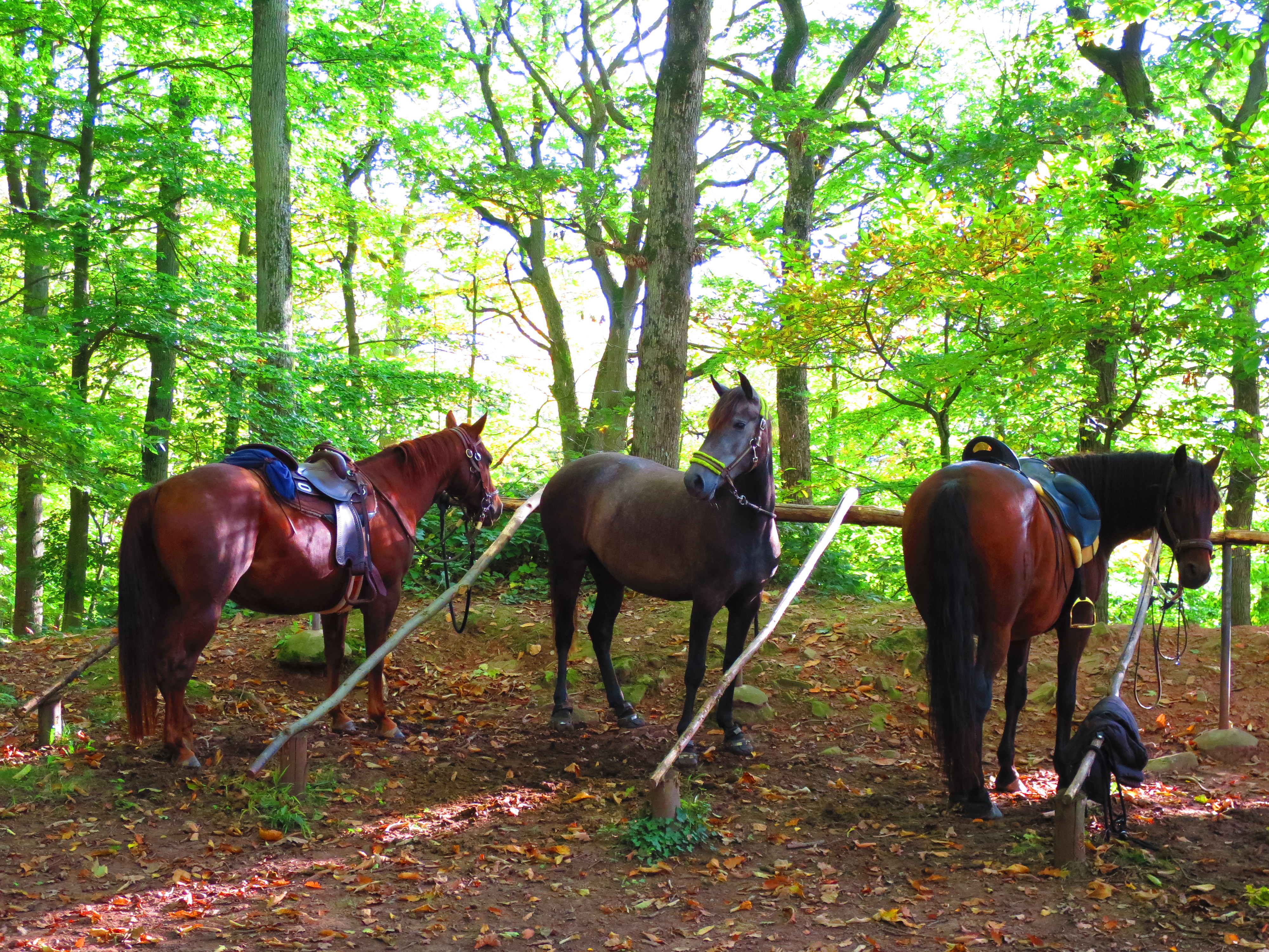 "Pferdeparkplatz" am Aussichtsturm