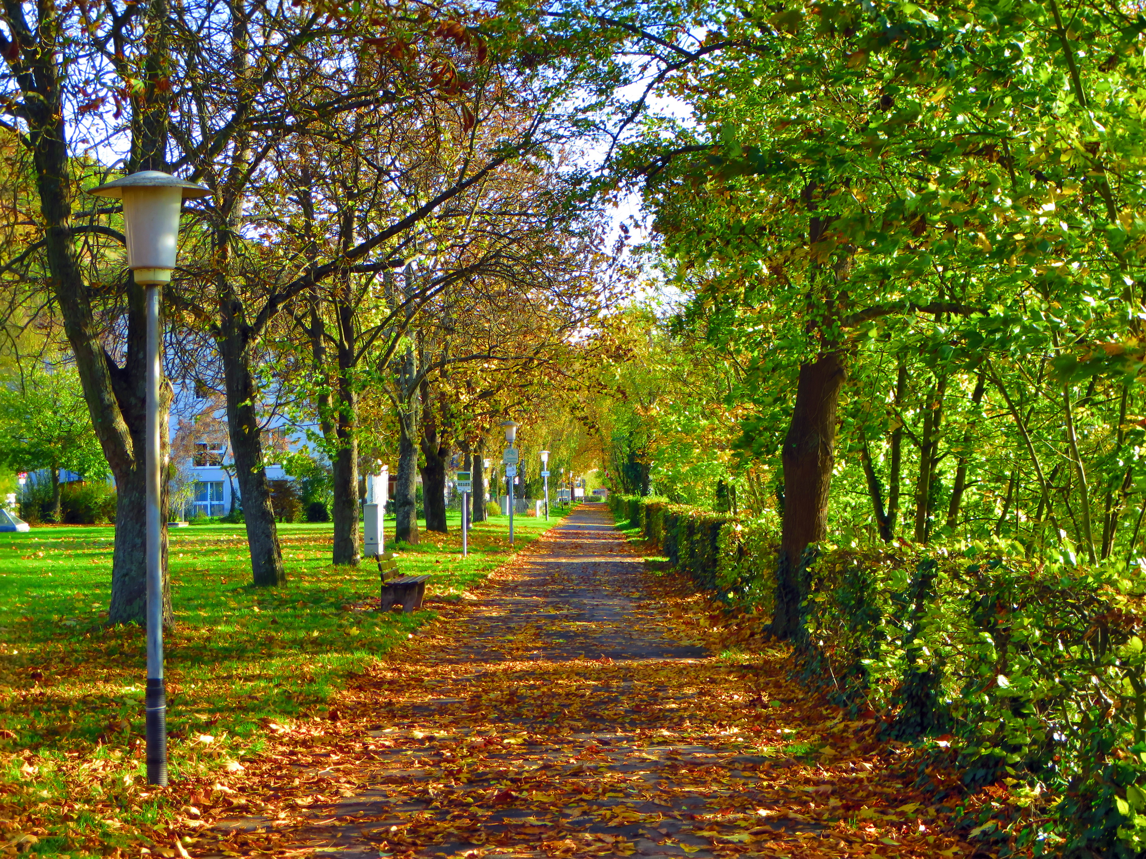 Der Weg auf dem Maindamm