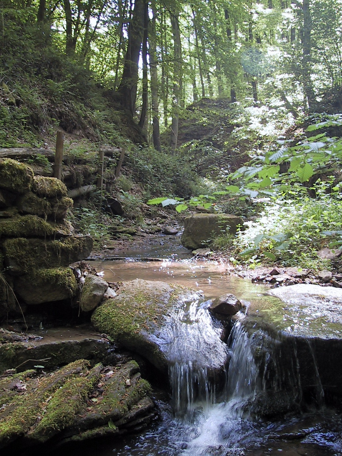 Das Bachbett hat zahlreiche Gumpen und Rinnsale