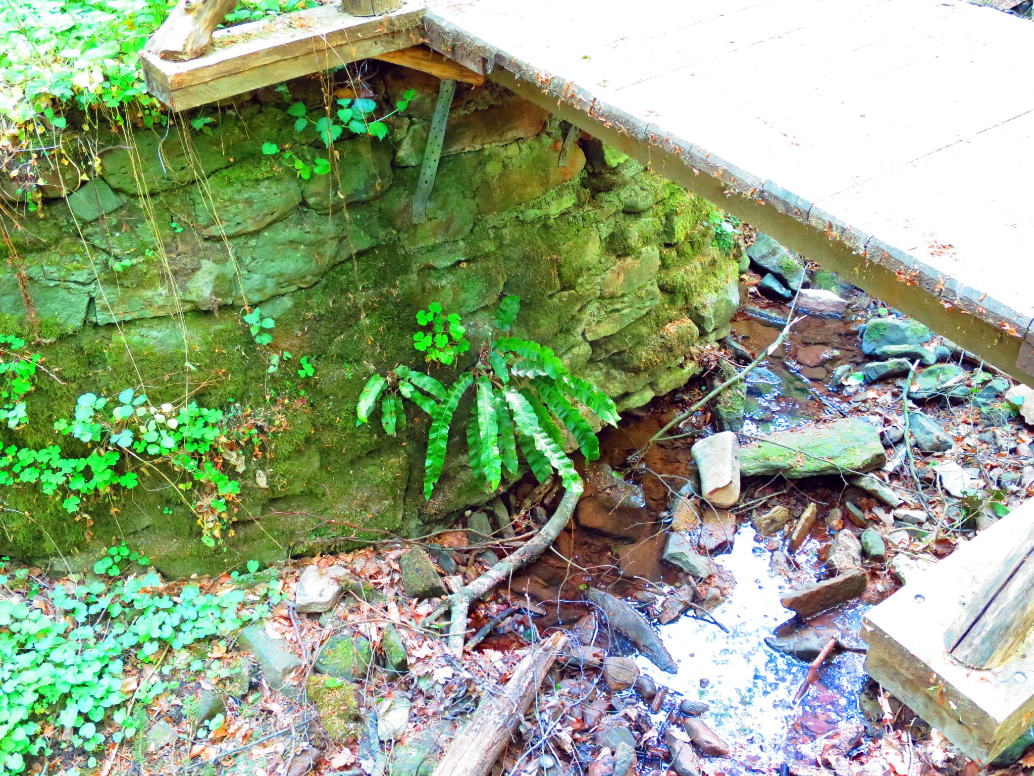 Hirschzungenfarn unterhalb eines Brückchens