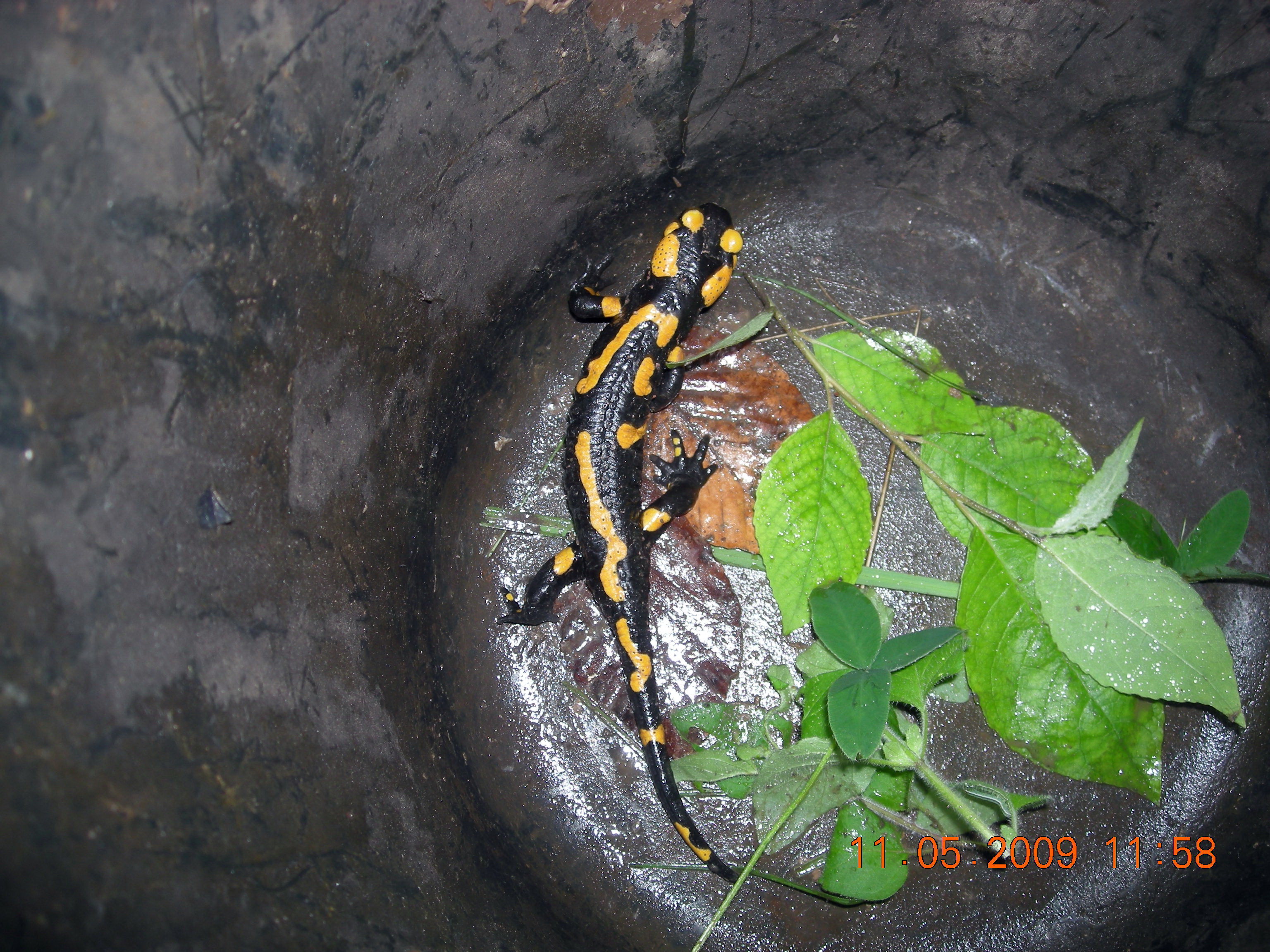 Feuersalamander