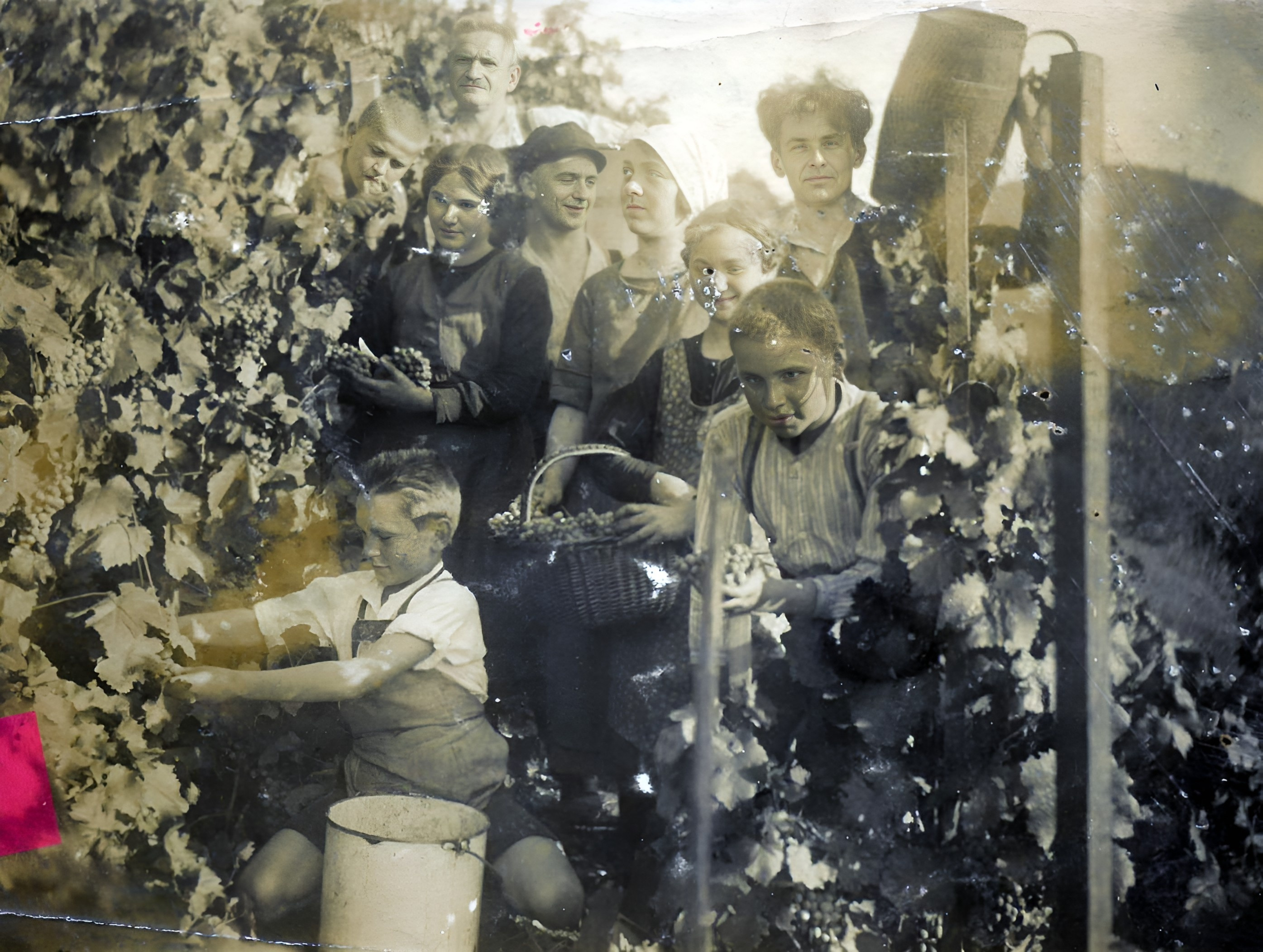 Traubenlese im Jahr 1925