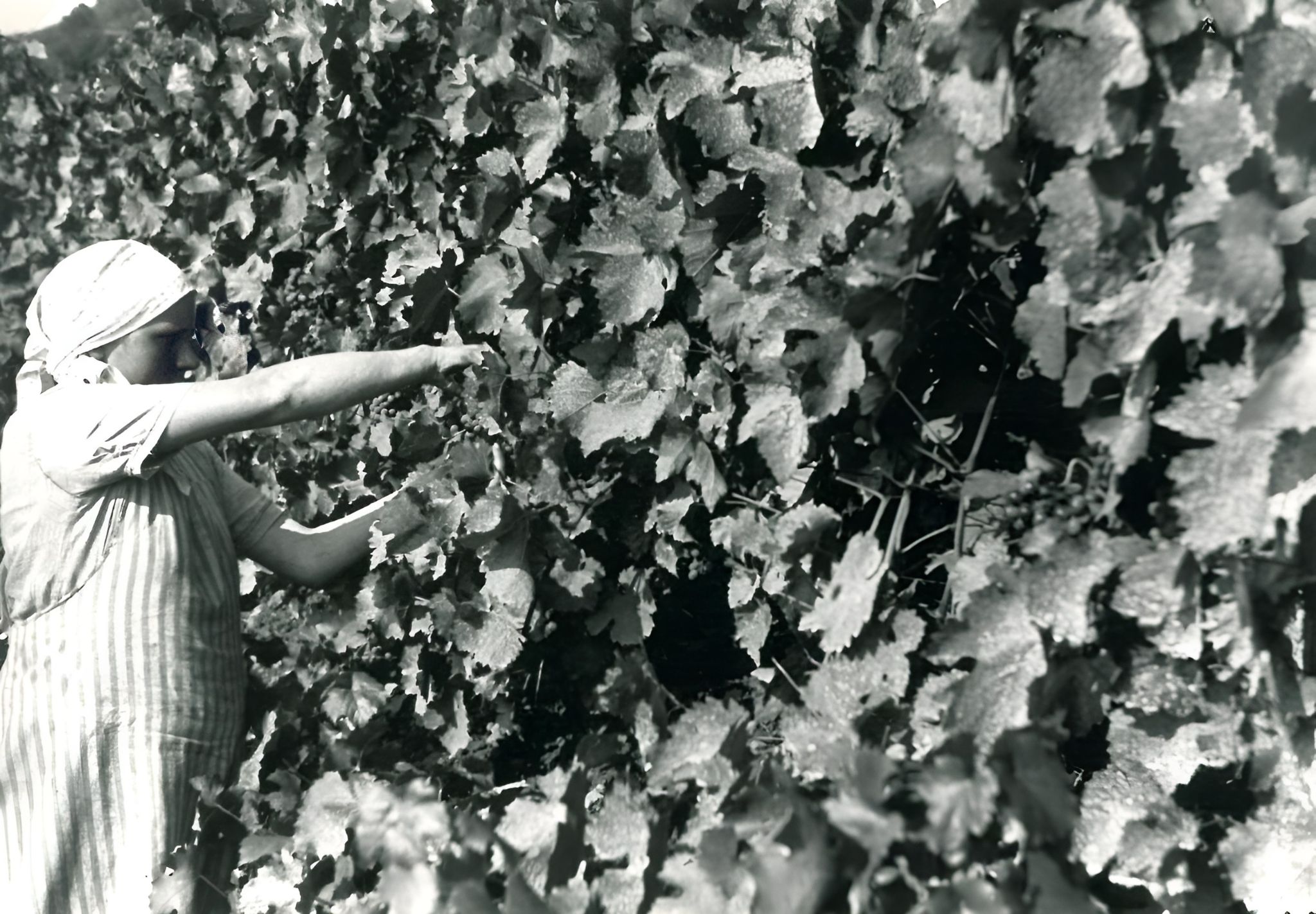 Beim Traubenschneiden 1934
