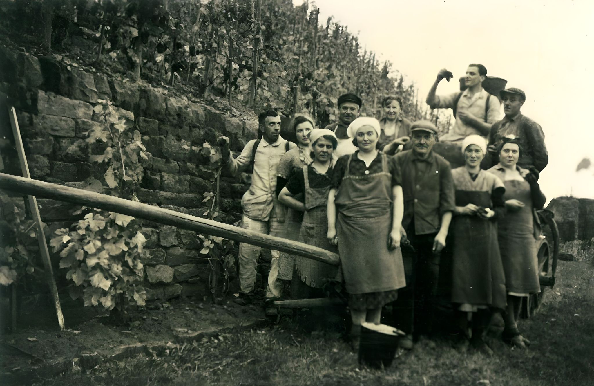 Traubenlese in den 1950er Jahren