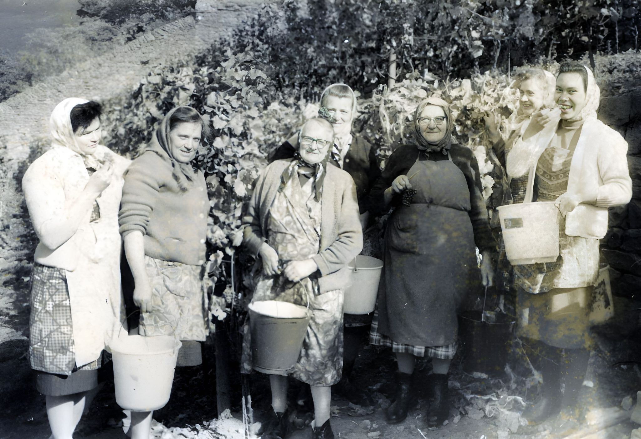 Traubenlese in den 1950er Jahren