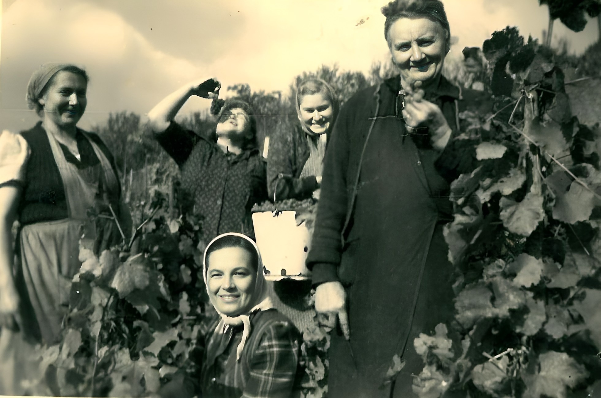 Traubenlese bei Familie Mallad