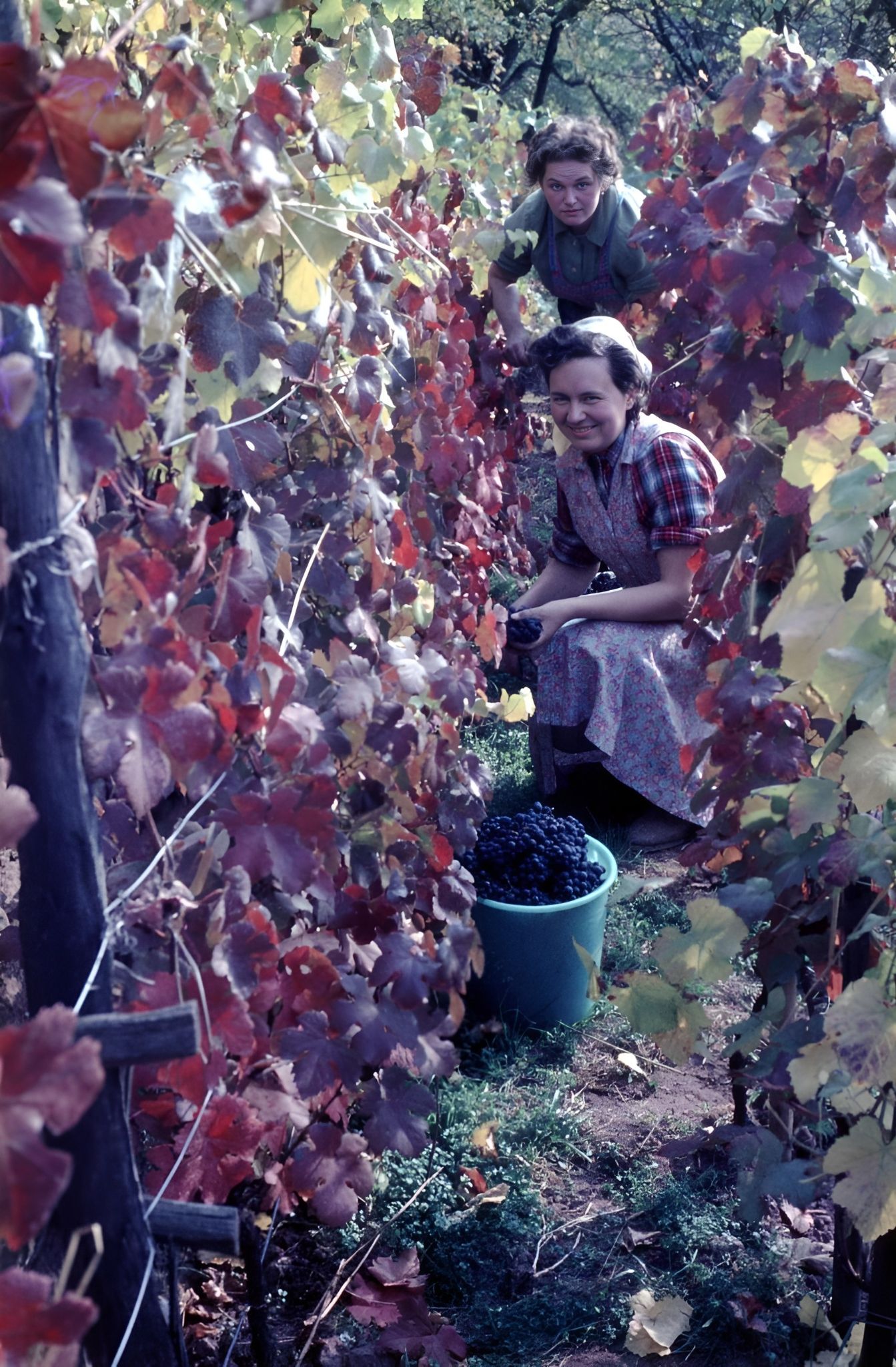 Traubenlese bei Familie Becker um 1962
