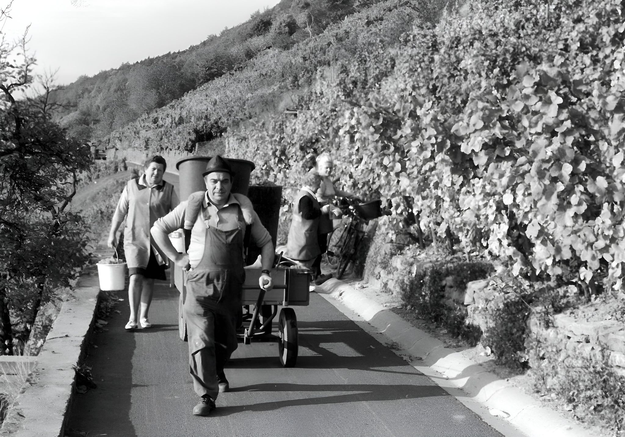 Traubenlese bei Familie Hugo Ebert