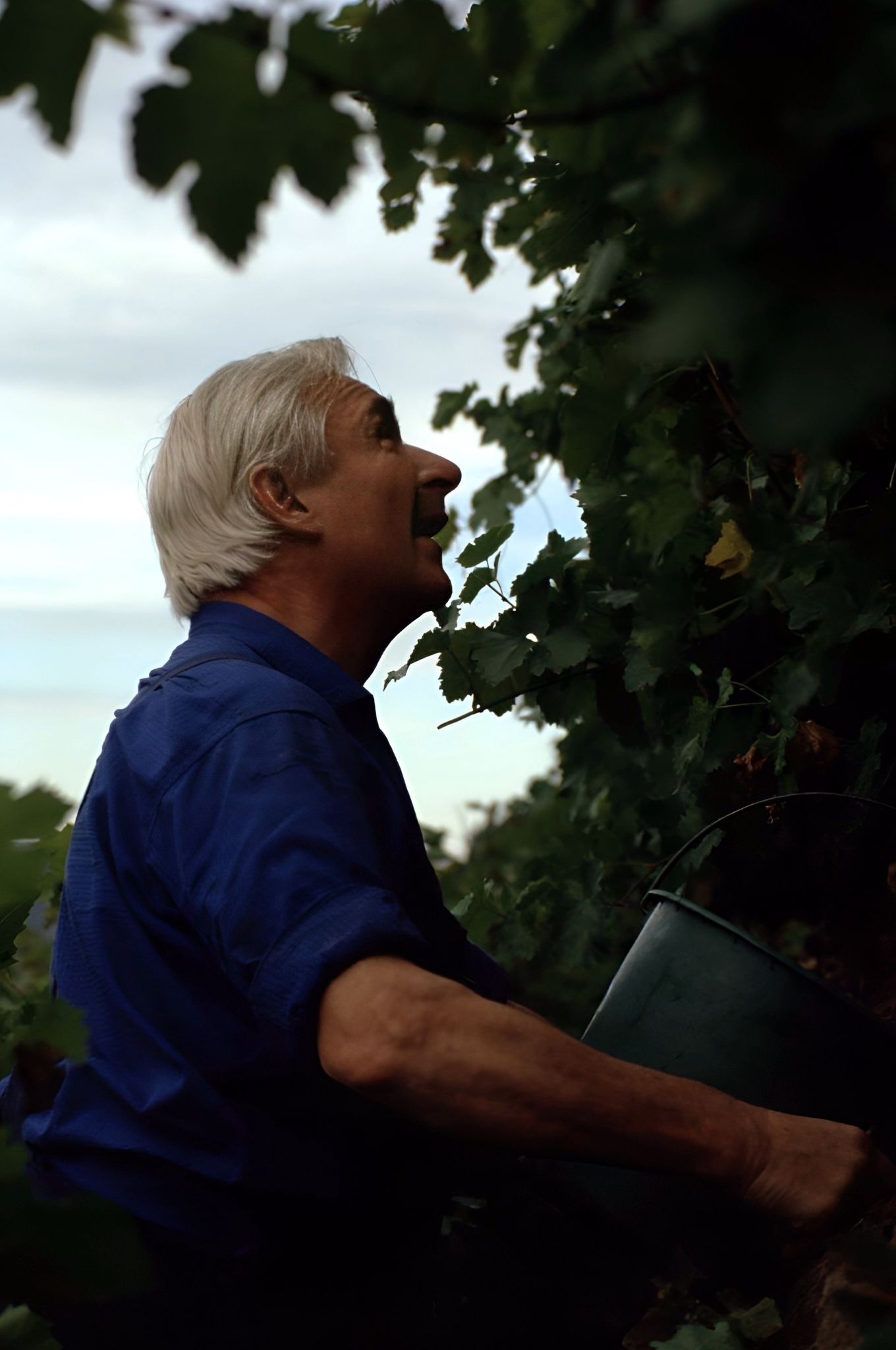 Traubenlese bei Familie Faust 1982