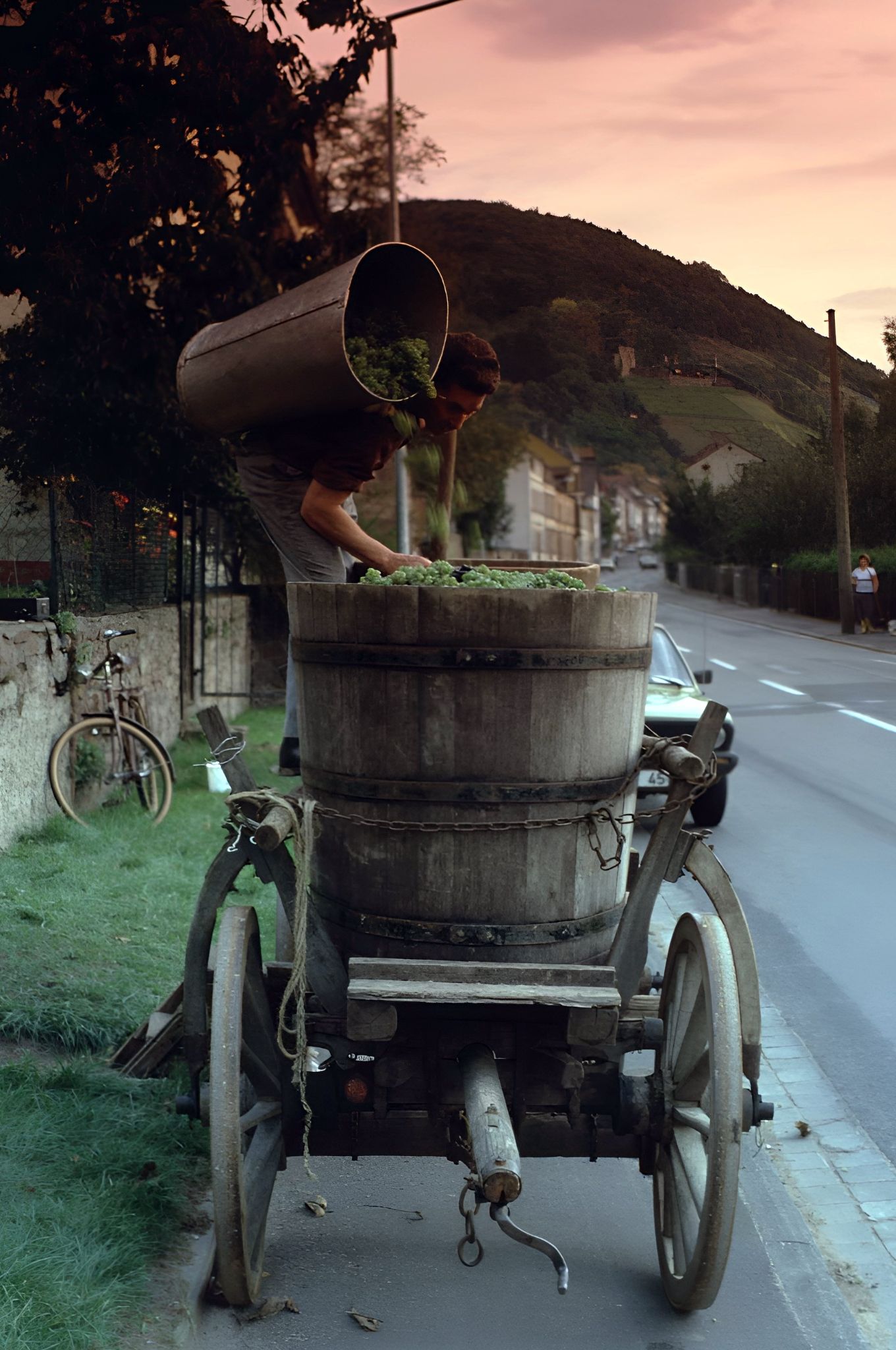 Traubenlese bei Familie Faust 1982