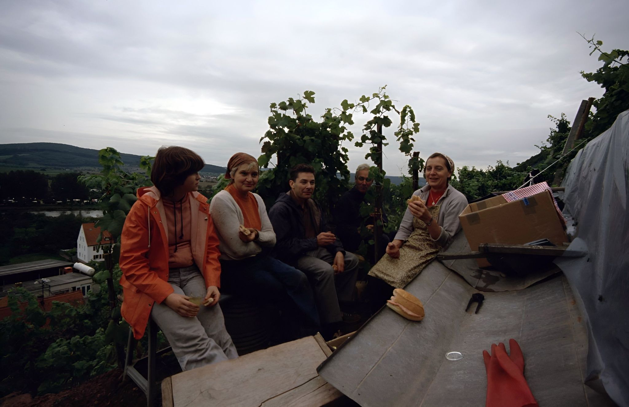 Traubenlese bei Familie Faust 1982