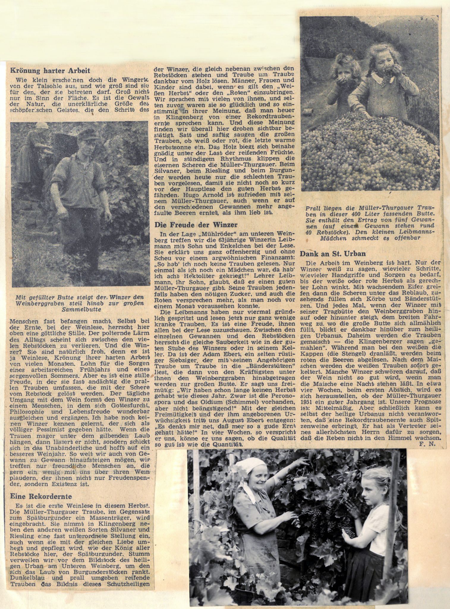 Zeitungsbericht zur Weinlese 1951