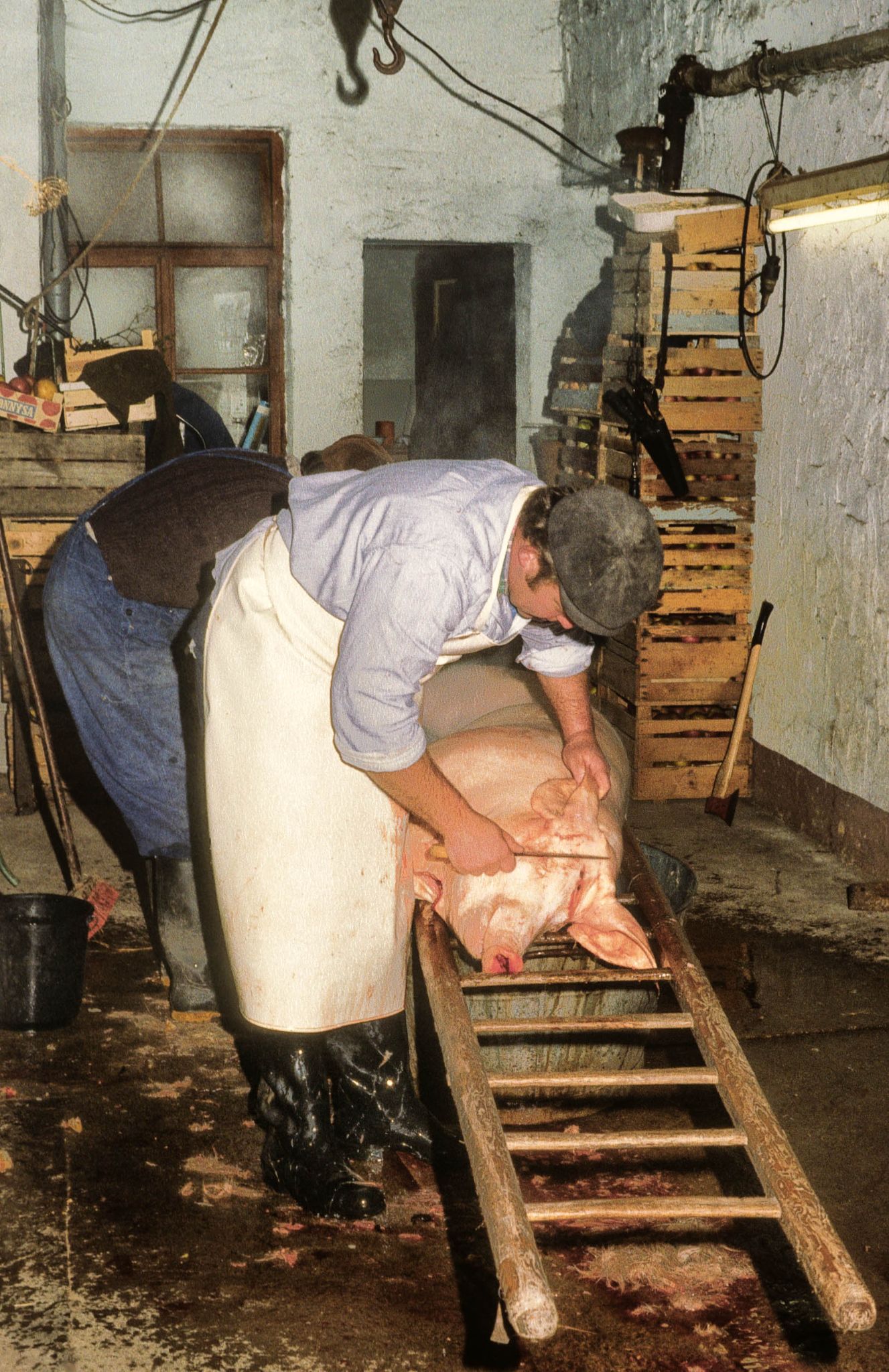 Hausschlachtung bei Dietmar Ebert