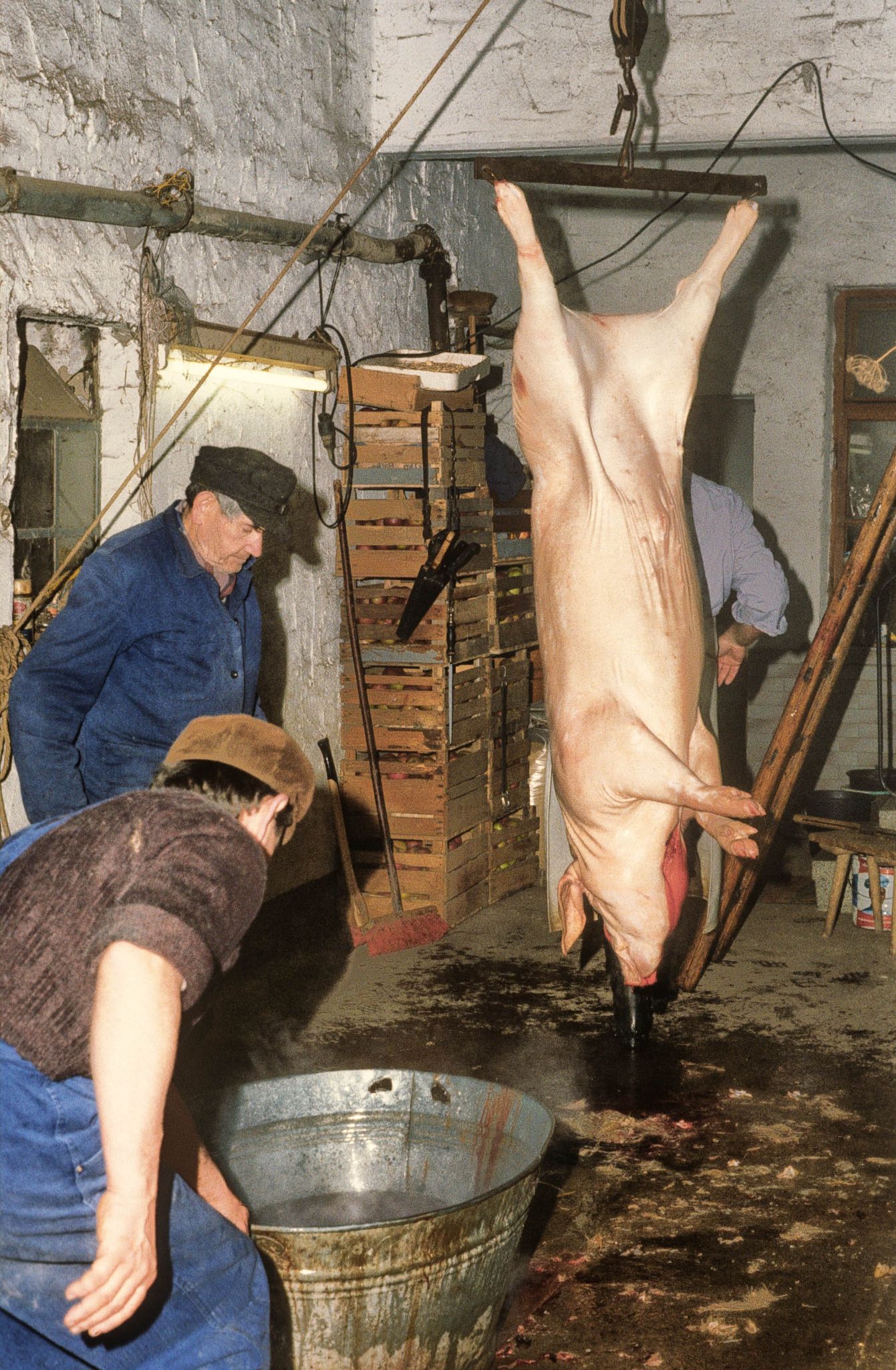 Hausschlachtung bei Dietmar Ebert