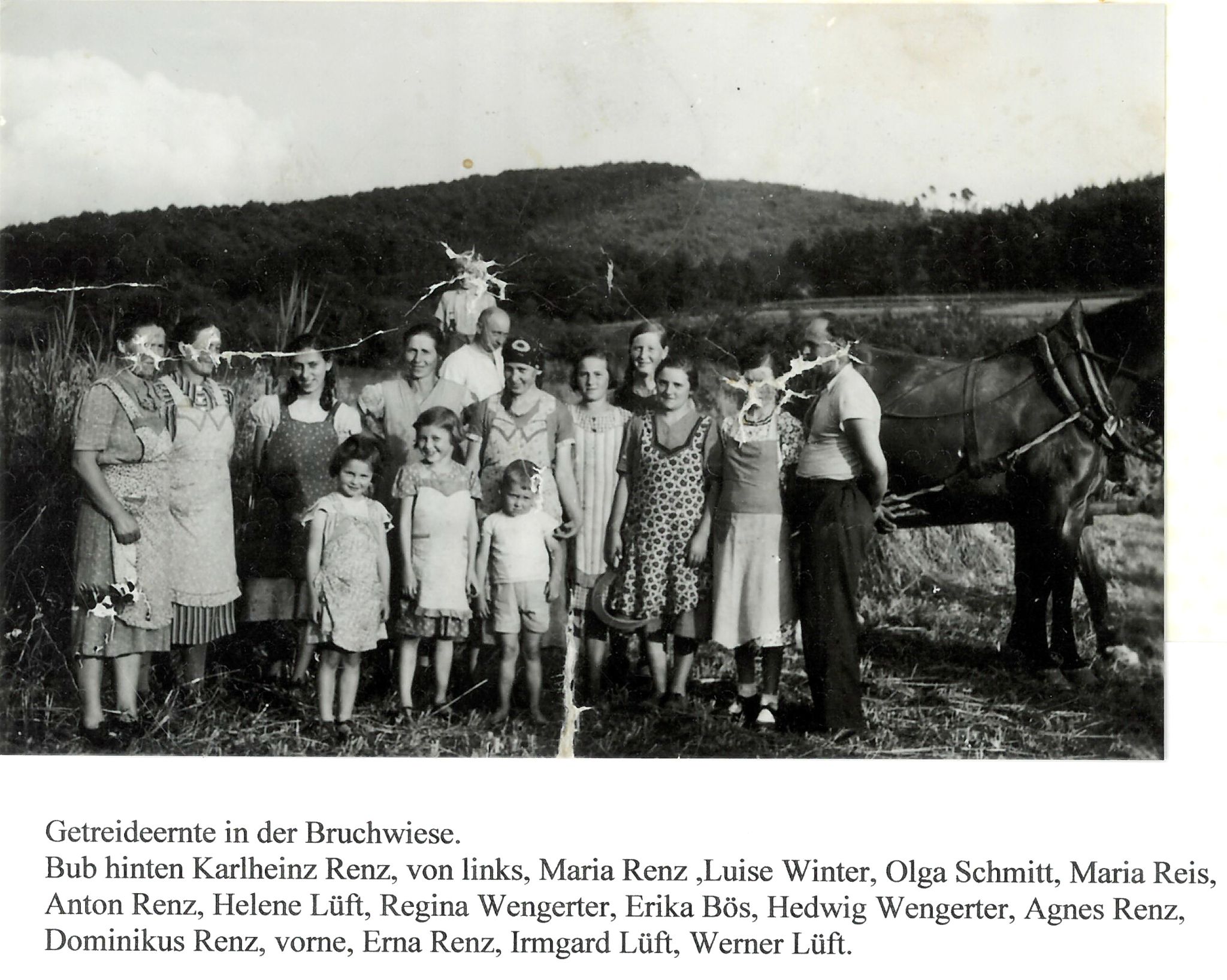 Getreideernte in der Bruchwiese